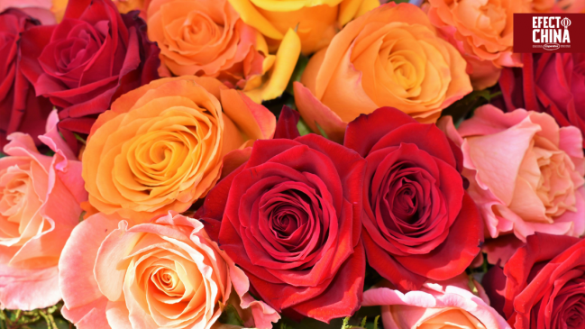Ecuador envía un millón de rosas a China en solo tres días