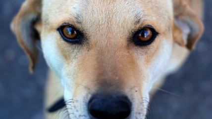   Diputados presentan iniciativa para incluir el respeto por los animales en la educación 