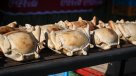 Congreso Futuro: La ciencia detrás de una buena masa de empanada