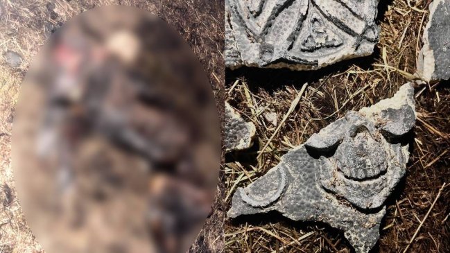 Perrito fue quemado vivo en presunto ritual satánico en Puerto Montt