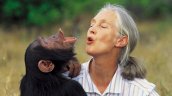 Murió Jane Goodall, la mayor experta del mundo en chimpancés
