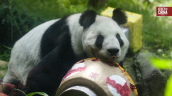 China Hoy: México celebra los 35 años de Xin Xin