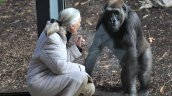 Los descubrimientos que llevaron a Jane Goodall a desafiar el concepto de