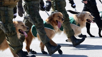  Perros de Carabineros han detectado más de seis toneladas de droga en 2025  