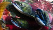 Investigan sabotaje tras escape de 42.000 salmones de centro de cultivo en Calbuco