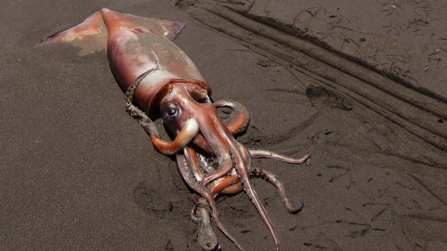 Pescadores acusan que flota china está depredando la jibia en las costas del norte