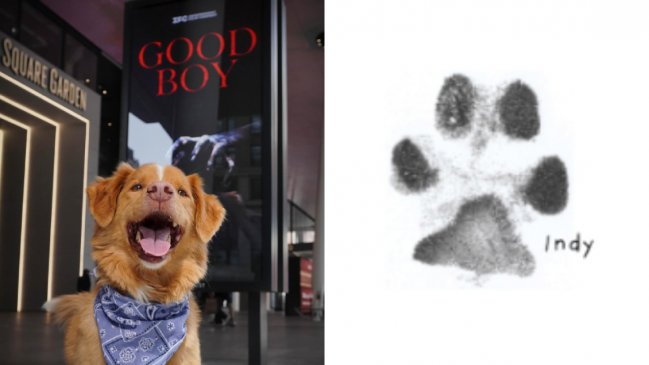 Indy, el perro de