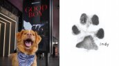 Indy, el perro de