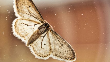   Polizón alado en el avión presidencial: Polilla retrasó entrega de maletas en regreso de Boric a Chile 