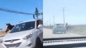 Coquimbo: Delincuente que robó, maltrató y mató a una yegua quedó preso