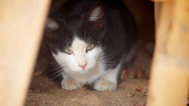 Gato