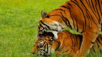 El zoológico mexicano que es refugio de 300 especies, 85% en peligro de extinción