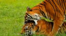El zoológico mexicano que es refugio de 300 especies, 85% en peligro de extinción