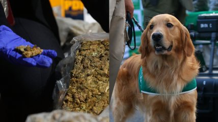   Dos personas detenidas tras incautación de más de tres kilos de marihuana en Temuco 