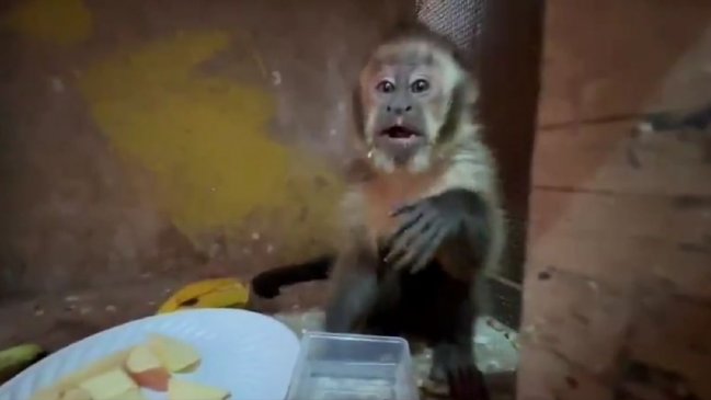 Mono capuchino fue rescatado desde una vivienda en Antofagasta