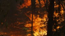 De hoy al domingo hay condiciones propicias para incendios forestales en la zona central