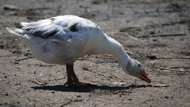 EE.UU. reportó primera muerte de una persona infectada con cepa H5N5 de gripe aviar