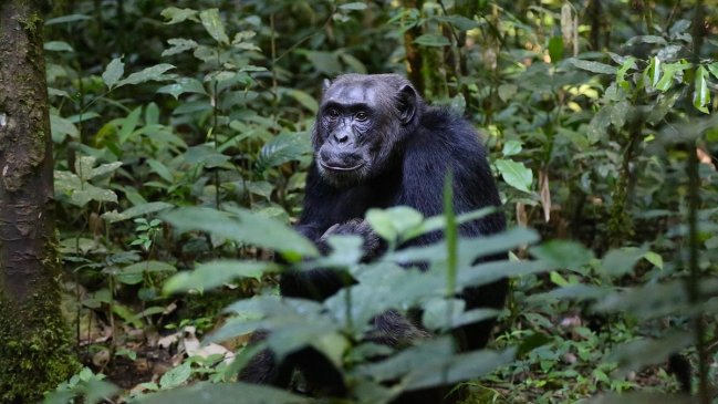 República Democrática del Congo: 300 primates son 
