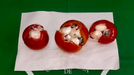   Dos mujeres fueron detenidas por ingresar tomates rellenos con droga a penal de Temuco 