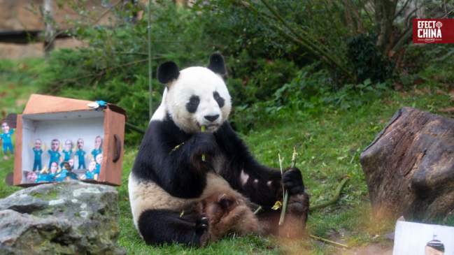 Viaje histórico: los pandas de Beauval regresan a China