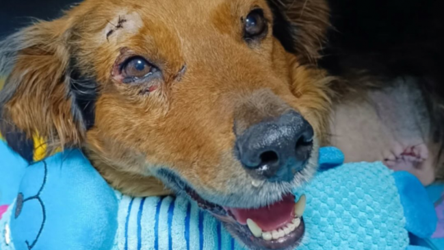 Brutal maltrato animal en Temuco: Perro fue encontrado con sus patas mutiladas