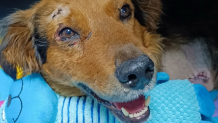 Brutal maltrato animal en Temuco: Perro fue encontrado con sus patas mutiladas