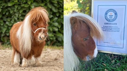Pumuckel: Caballo batió Récord Guinness por ser el más pequeño del mundo con 52 centímetros