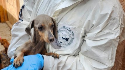 Mujer fue detenida en Arica por maltrato de siete pequeños perros