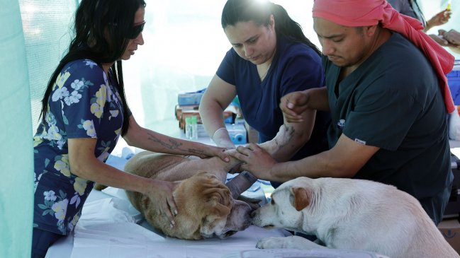 Jara presentó plan de bienestar animal: Seguro veterinario y red nacional de clínicas para mascotas
