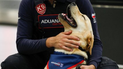 Nueve perros tuvieron su primer día de trabajo en Aeropuerto de Santiago
