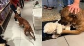 Perrito callejero toma un peluche de una tienda y clientes se organizan para pagarlo