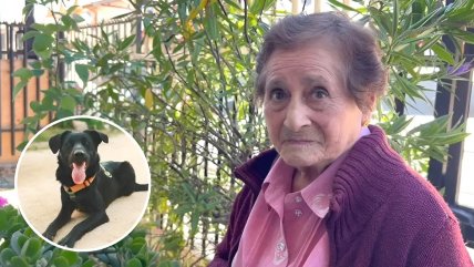 Justicia mandó callar a un perro que 