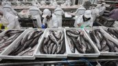 Industria pesquera expresa preocupación por nueva rebaja en cuota de merluza común