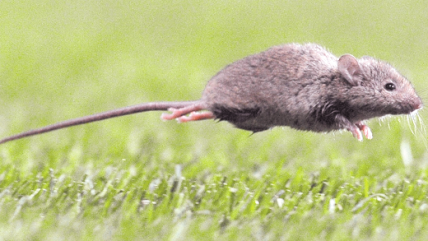  Confirman cuatro contagios de hanta en La Araucanía: uno permanece en la UCI  