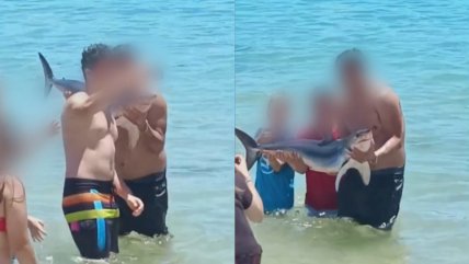   Polémica por bañistas que se fotografiaron y pasearon con tiburón en El Quisco 
