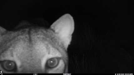 Lanzan concurso para ponerle nombre a puma que habita en Huilo Huilo