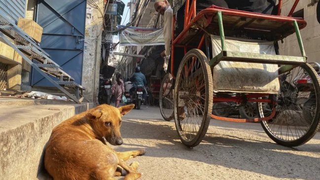 Venganza por mordeduras deja hasta medio millar de perros envenenados en India