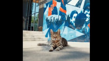   [VIDEO] Un gato llegó al CDA: La U se alista para oficializar a Lucero 