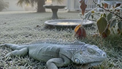 Récord de frío y nieve en Florida provoca una 