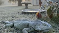 Récord de frío y nieve en Florida provoca una 
