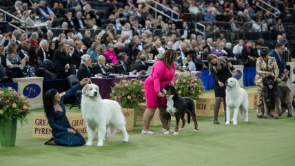 Grandes y chicos: competencia de perros en Nueva York cumplió 150 años