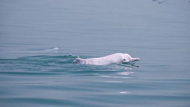 Huawei usa inteligencia artificial y 5G para salvar a los delfines blancos en China