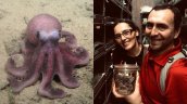 Académicos chilenos descubren nueva especie de pulpo en aguas profundas