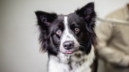   Corte ordena a dueños de perro pagar $200 mil tras morder a adolescente en edificio de Ñuñoa 